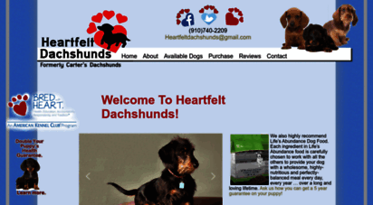 dachshundpuppies.org