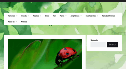 ladybuglady.com