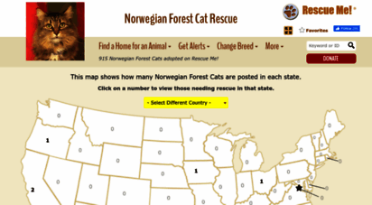 norwegianforestcat.rescueme.org
