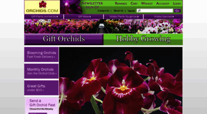 orchids.com