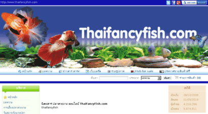 thaifancyfish.com