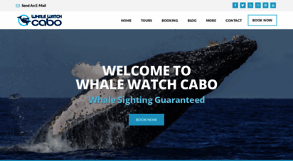 whalewatchcabo.com