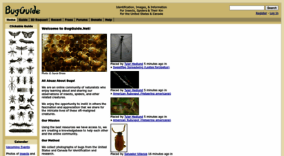 bugguide.net