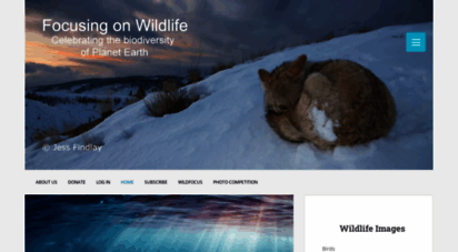 focusingonwildlife.com