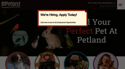 petlandbolingbrook.com - petland bolingbrook, illinois pet store - premium puppies & pet supplies