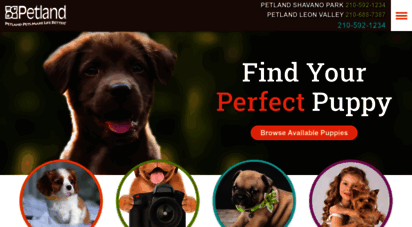 petlandsanantonio.com - petland san antonio pet store - buy puppies, pets & dog supplies