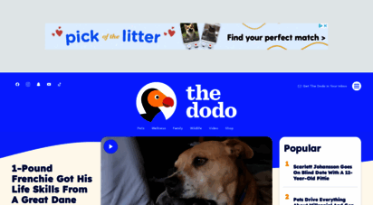thedodo.com - the dodo - for animal people