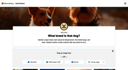what-dog.net - what breed is that dog?  recherche visuelle bing