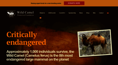 wildcamels.com